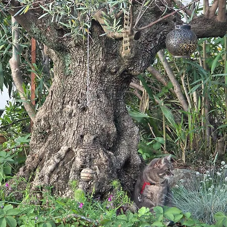 Cokkinis Fronte Mare Con Ampio Giardino Villa *